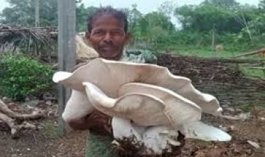 ଖଲିଆମୁଣ୍ଡାରେ ୧୦ କେଜି ଓଜନର ଛତୁ