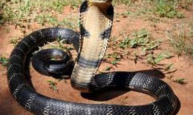 Snakebite Claims 3 More Lives In Odisha in two separate incidents