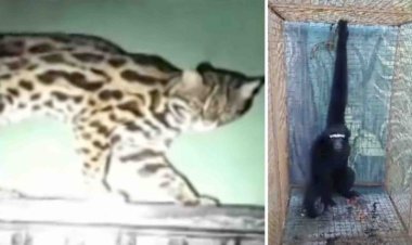 Odisha’s Nandankanan Zoo Gets 4 New Guests Under Animal Exchange Programme