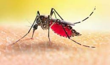 ଭୋଗରାଇରୁ ୮ ଡେଙ୍ଗୁ ରୋଗୀ ଚିହ୍ନଟ