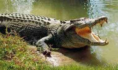 ବ୍ୟକ୍ତିଙ୍କୁ ଟାଣି ନେଲା କୁମ୍ଭୀର