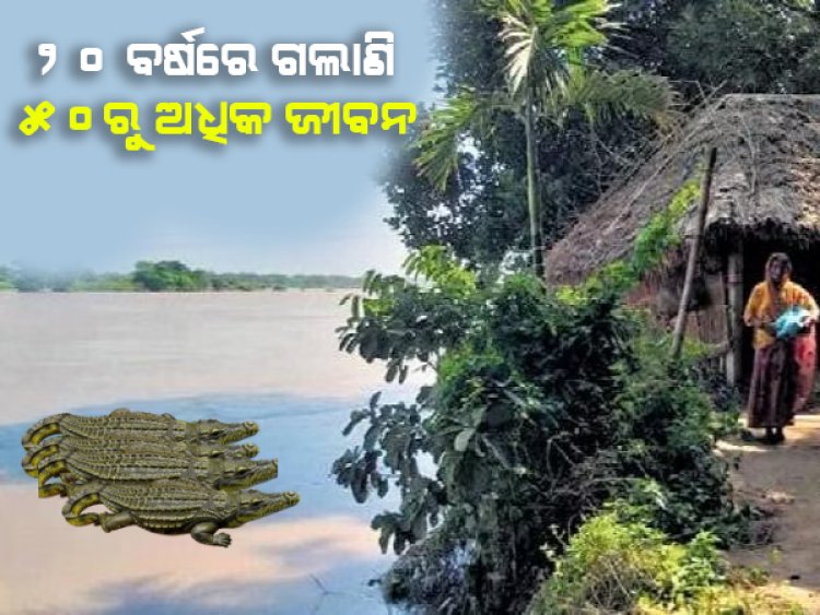 କେନ୍ଦ୍ରାପଡାରେ କୁମ୍ଭୀର ଆତଙ୍କ: ନଈ, ନାଳରେ ପାଦ ରଖିବାକୁ ମାଡୁଛି ଡର, ଗତ ୨୦ ବର୍ଷରେ ଗଲାଣି ୫୦ରୁ ଅଧିକ ଜୀବନ