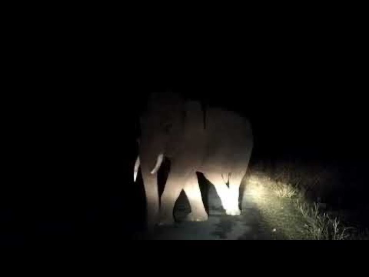 ରାଜଧାନୀରେ ହାତୀ: ଅଞ୍ଚଳବାସୀ ଆତଙ୍କିତ