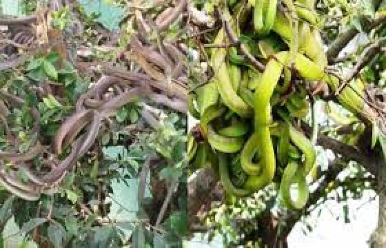 ଗଛର ପ୍ରତି ଶାଖାରେ ଦେଖିବାକୁ ମିଳେ ସାପ ମାଳମାଳ : ସାପ ଉଦ୍ୟାନ