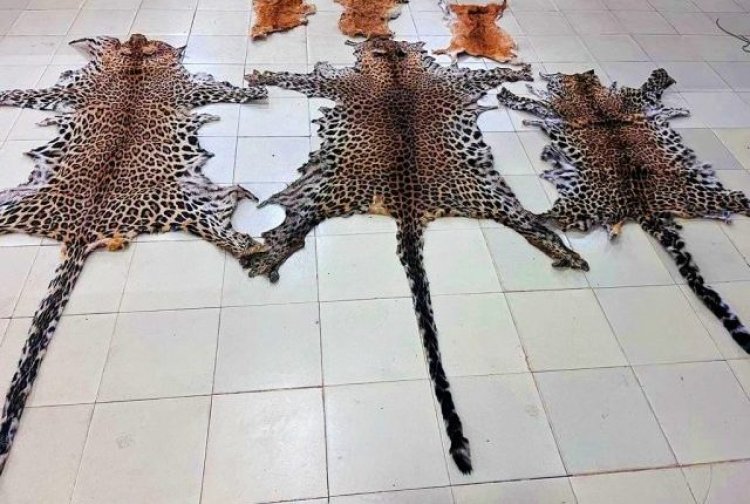 Three leopard skins,  three deer skins seized in Kalahandi; one held
