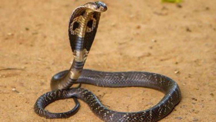 Keonjhar: Three students die of snakebite, one critical