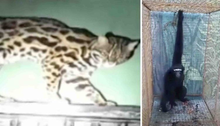 Odisha’s Nandankanan Zoo Gets 4 New Guests Under Animal Exchange Programme