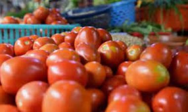 ୨୧ଲକ୍ଷର ଟଙ୍କାର ଟମାଟୋ ଚୋରି