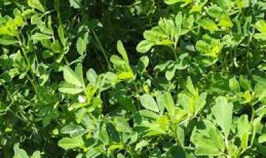 ମେଥି ଏକ ମହୋଷଧୀ