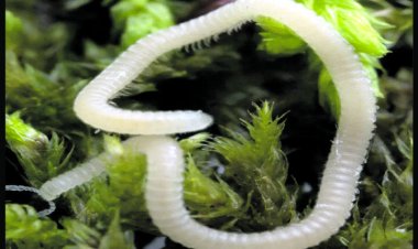 ନୂଆ ପ୍ରଜାତିର ତେଲୁଣି ପୋକ