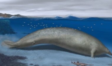 ସବୁଠାରୁ ବିଶାଳ ଜୀବ ପେରୁସିଟସ୍‌