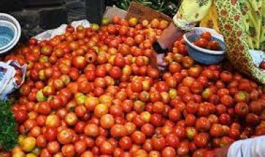 ଆସନ୍ତା ମାସରୁ ଟମାଟୋ ଶସ୍ତା ହେବ