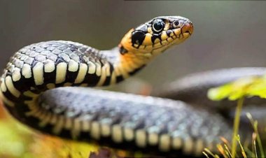 Odisha issues guidelines for rescue and release of snakes by handlers