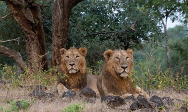 PM lauds all those working towards protecting the habitat of lions on occasion of World Lion Day