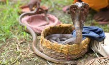 ୨୬ ନାଗ ସାପ ଜବତ