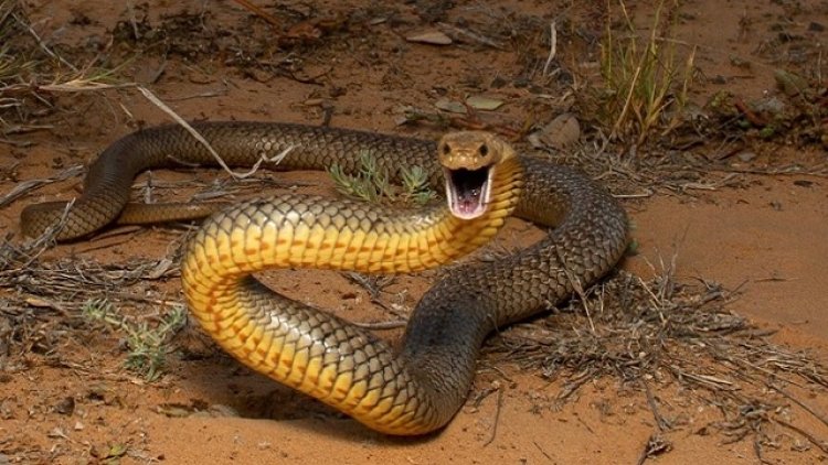 Man dies, wife critical in snake bite in Kandhamal