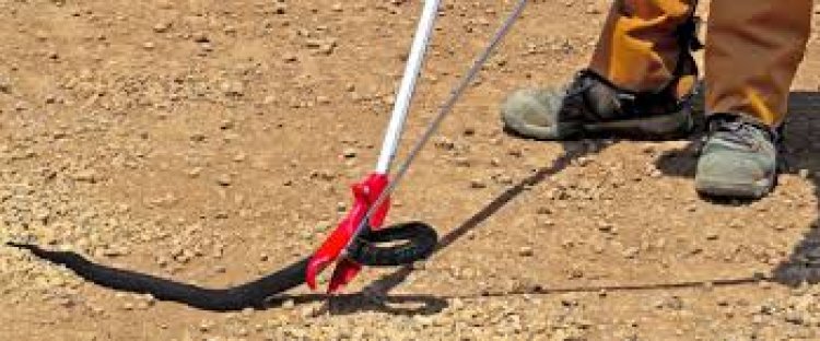 ସାପ ଧରା ପାଇଁ ଆସିଲା ଗାଇଡ୍‌ଲାଇନ