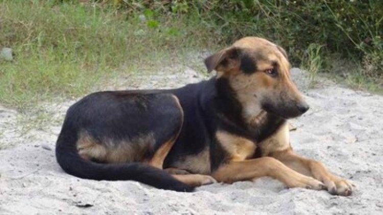 Dog fights with cobra, saves master's life in Sambalpur