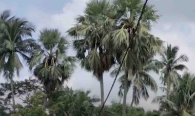 Odisha To Plant Palm Trees To Mitigate Lightning Strikes