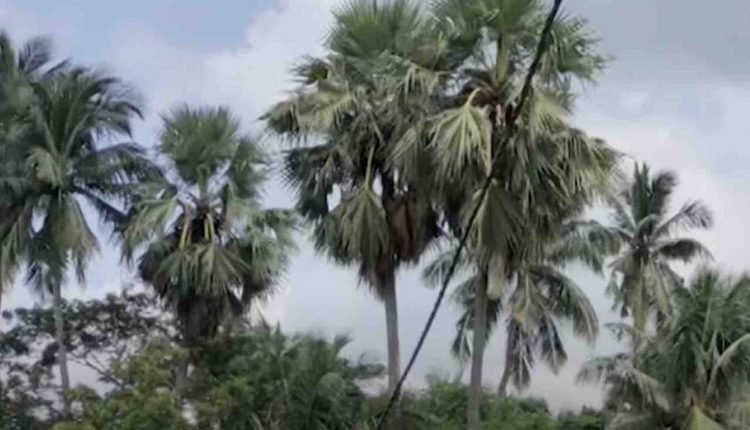 Odisha To Plant Palm Trees To Mitigate Lightning Strikes