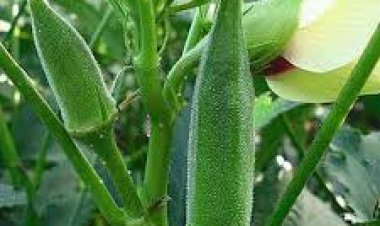 ମଧୁମେହକୁ ନିୟନ୍ତ୍ରିତ କରେ ଭେଣ୍ଡି