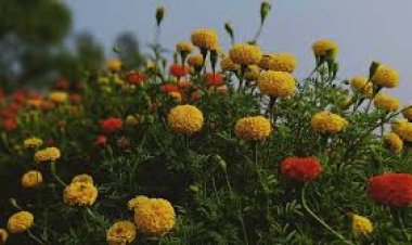 ବଦଳୁଛି ଫୁଲର ରଙ୍ଗ ଜଳବାୟୁ ପରିବର୍ତନ ଯୋଗୁଁ