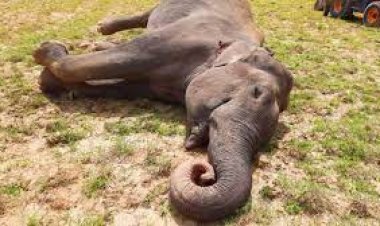 ଦନ୍ତା ହାତୀର ମୃତଦେହ ଠାବ