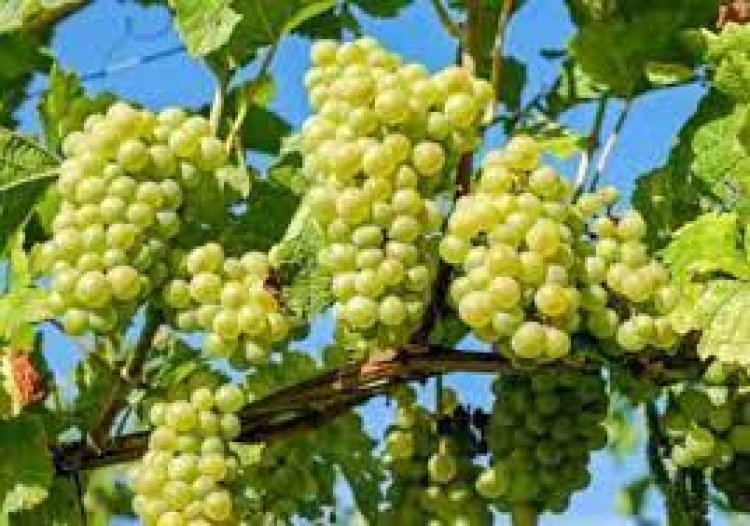 ଅଙ୍ଗୁର ଖାଇବାର ଅନେକ ଫାଇଦା