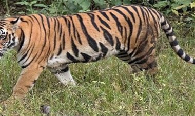 ସାତକୋଶିଆ ଆସିବେ ବାଘ, ବାଘୁଣୀ