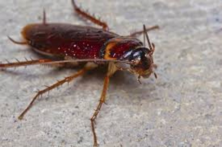 ରୋଷେଇ ଘରେ ଅସରପା ହେଉଛନ୍ତି?