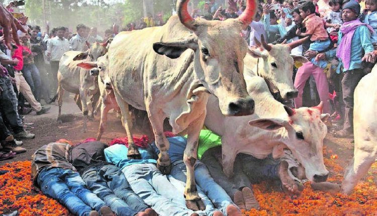 ଶ୍ରଦ୍ଧାଳୁଙ୍କ ଉପରେ ଗୋରୁଗାଈ ଚଢ଼ାଯିବାର ଏକ ନିଆରା ପରମ୍ପରା