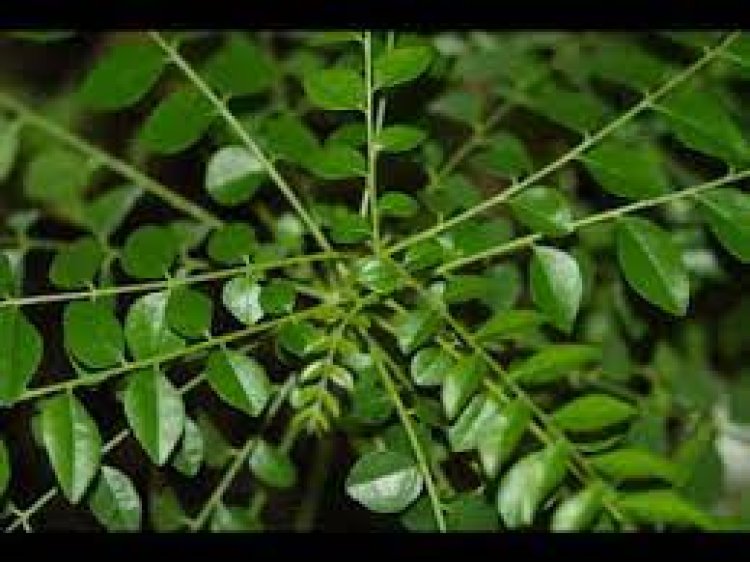 ପେଟ ପାଇଁ ରାମବାଣ ଭୃଶୁଙ୍ଗ ପତ୍ର: ଜାଣନ୍ତୁ ଏହାର ଔଷଧୀୟ ଗୁଣ