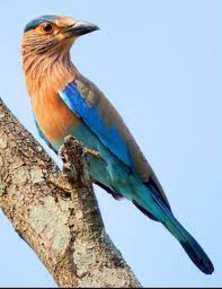 ରାମାୟଣ ସହ  ନୀଳକଣ୍ଠର ପକ୍ଷୀ ରହିଛି କ’ଣ ସଂପର୍କ?