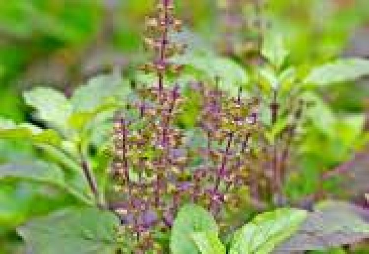 ଏହି ଦୁଇ ଦିନ ତୁଳସୀ ଗଛରେ ଦିଅନ୍ତୁନି ପାଣି