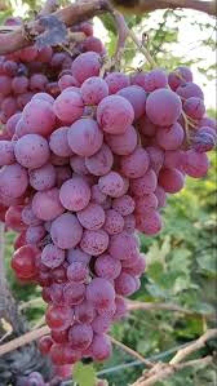 ସ୍ୱାସ୍ଥ୍ୟ ପାଇଁ ଉପକାରୀ ଲାଲ ଅଙ୍ଗୁର