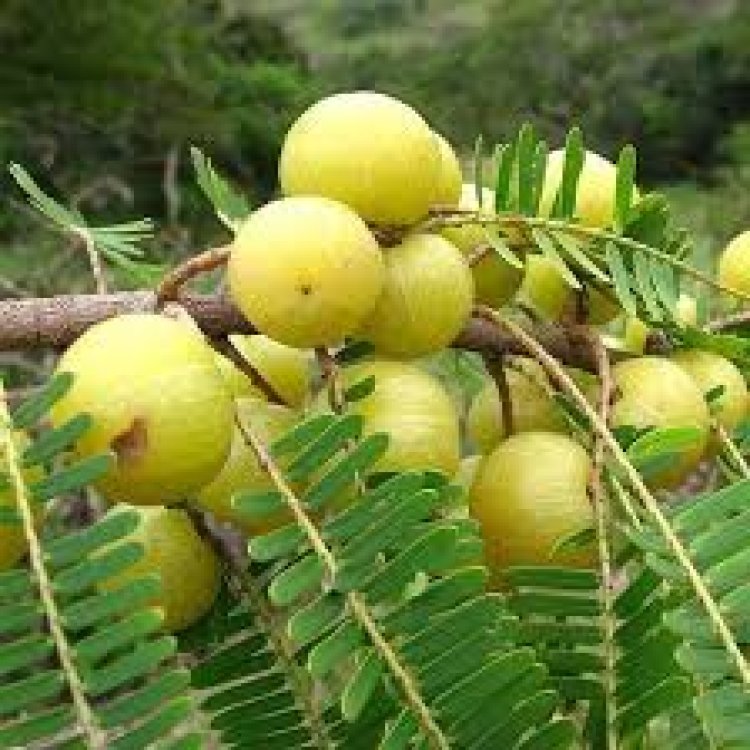 ଅଁଳାର ଅନେକ ଉପକାରୀ ଗୁଣ, ଜାଣନ୍ତୁ