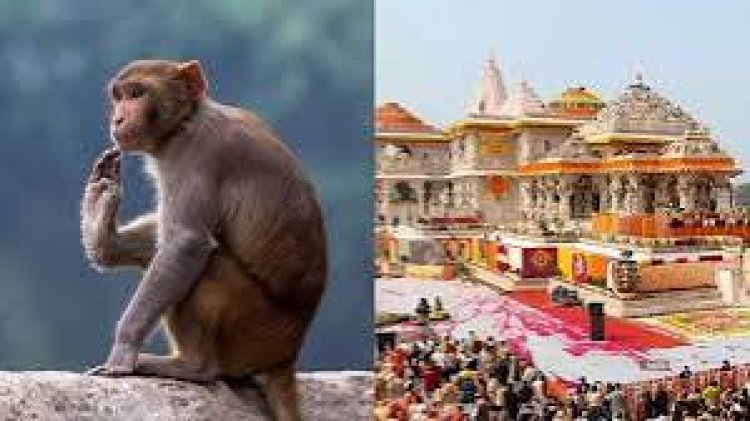 ପ୍ରତିଦିନ ଅଯୋଧ୍ୟା ରାମ ମନ୍ଦିରକୁ ଆସୁଛନ୍ତି ମାଙ୍କଡ ରୂପେ ହନୁମାନ !