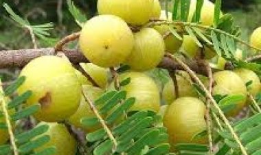 ସୁପର୍‌ ଫୁଡ୍‌ ଅଁଳାରେ ରହିଛି ଓଷଧୀୟ ଗୁଣ