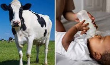 ବର୍ଷକର ପିଲାକୁ ଗାଈକ୍ଷୀର ଦେଉଛନ୍ତି କି ?