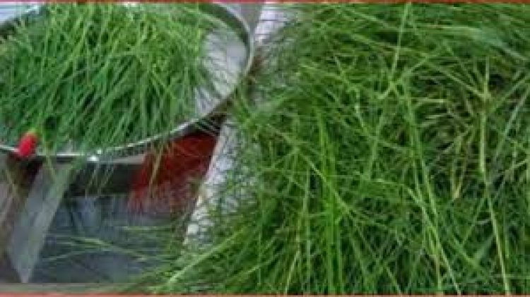 ଭାଗ୍ୟ ଚମକାଇବ ଦୁବ ଘାସ