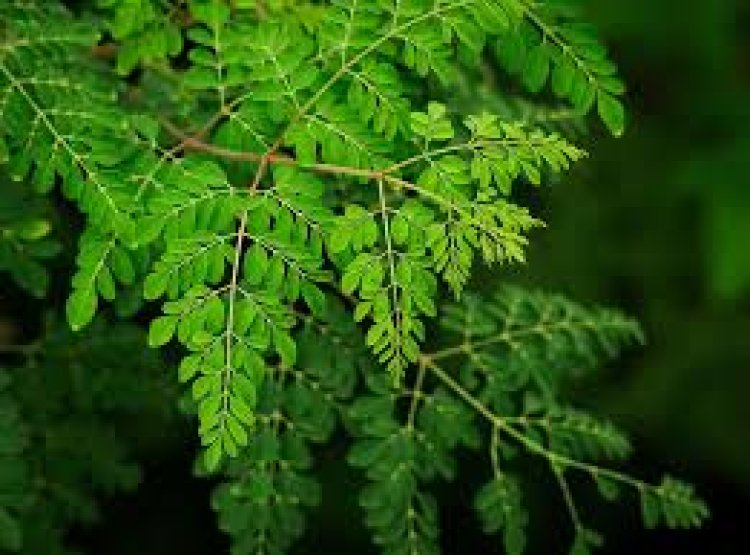ଭିଟାମିନର ଗନ୍ତାଘର ସଜନା ଶାଗ: ୩ ବଡ଼ ରୋଗର ରହିଛି ମହୌଷଧି