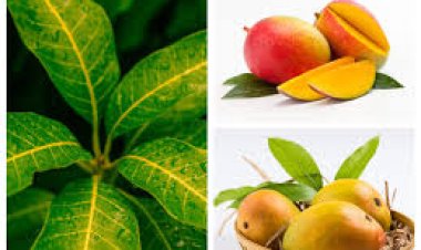 ସମସ୍ୟା ଦୂର କରିବ ଆମ୍ବ ପତ୍ର