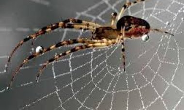 ବାସ୍ତୁଶାସ୍ତ୍ର : ଘରେ ବୁଢୀଆଣୀ ଜାଲ କ୍ଷତିକାରକ