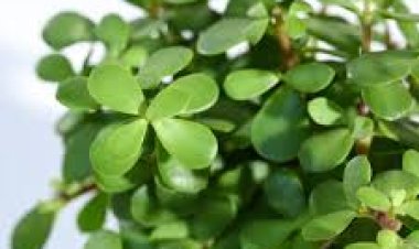 ଘରେ ଶାନ୍ତି ଆଣିବ ଏହି ଗଛ