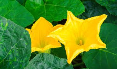 ରୋଗ ପ୍ରତିରୋଧକ ଶକ୍ତି ବଢ଼ାଏ କଖାରୁ ଫୁଲ