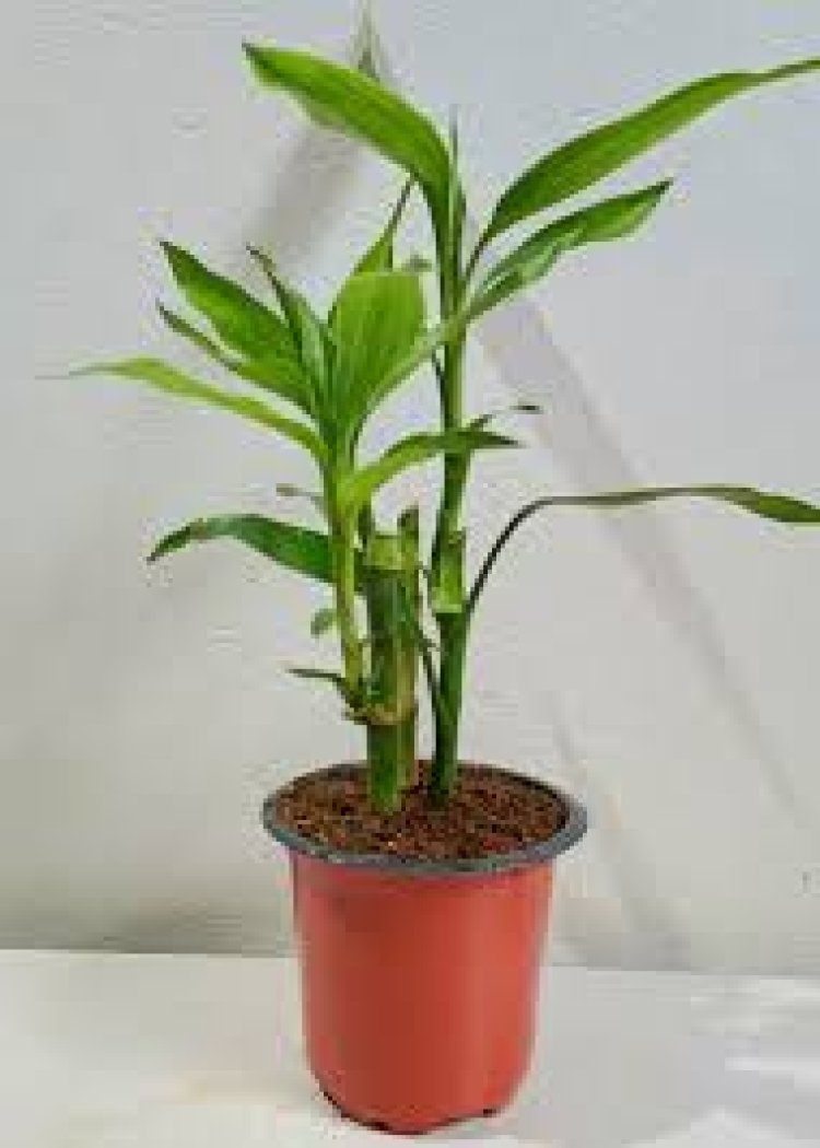 କେଉଁଠି ରଖିବେ ଲକି ବାମ୍ବୋ?