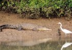 Crocodile season is back! Bhitarkanika National Park all set to open gates from August 1