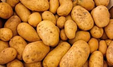 Odisha likely to procure potatoes from Punjab amid inadequate supply from Bengal