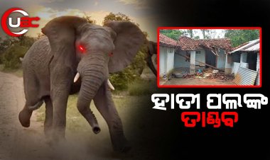 ହାତୀ ପଲଙ୍କ ତାଣ୍ଡବ