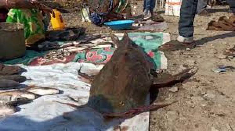 ଜାଲରେ ପଡିଲା ୬୦ କେଜିଆ ମାଛ